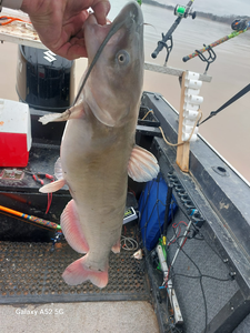 Catfish Fun on High Rock